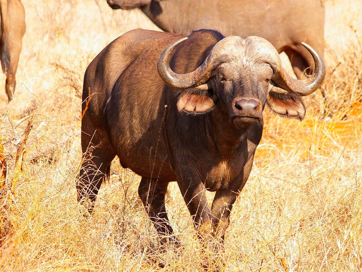 Foto: Un búfalo irrumpe brutalmente en un restaurante y lanza por los aires a un joven (Pixabay)