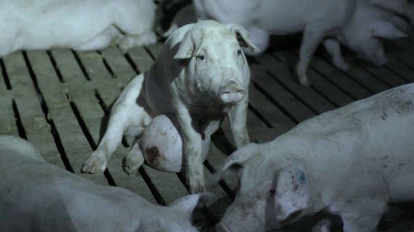 El programa de Jordi Évole ('Salvados') destapó el estado de los cerdos en una granja proveedora de El Pozo.