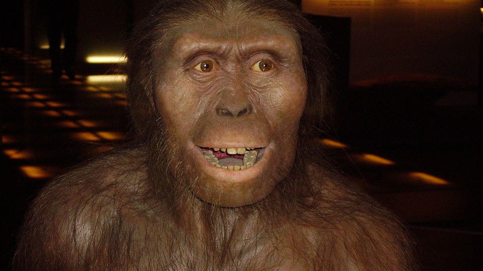 Foto: Reconstrucción del aspecto de un 'Australopithecus afarensis' (CC/1997)