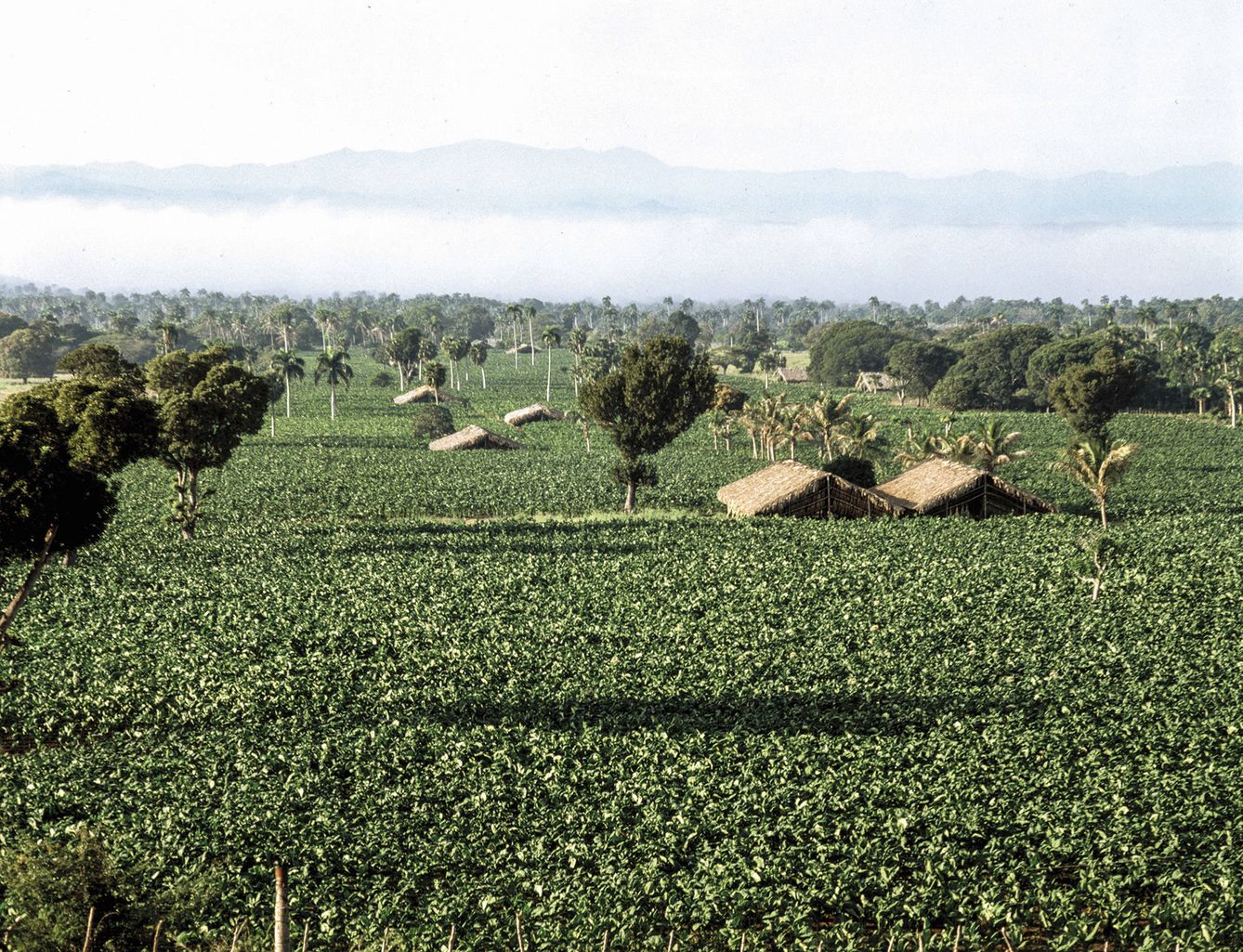 Vista exterior del cultivo de una de las plantaciones de tabaco de la empresa.