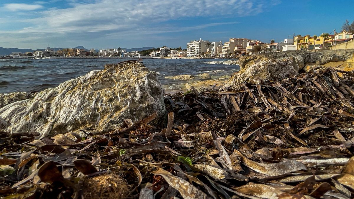 Los vertidos de aguas residuales están arrasando la bahía de Palma