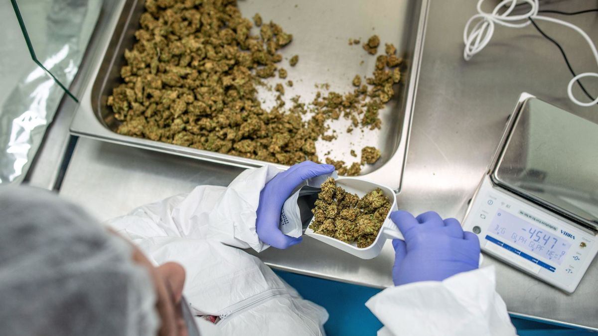 La regulación del cannabis medicinal se abre paso en el Congreso frente a la ley integral