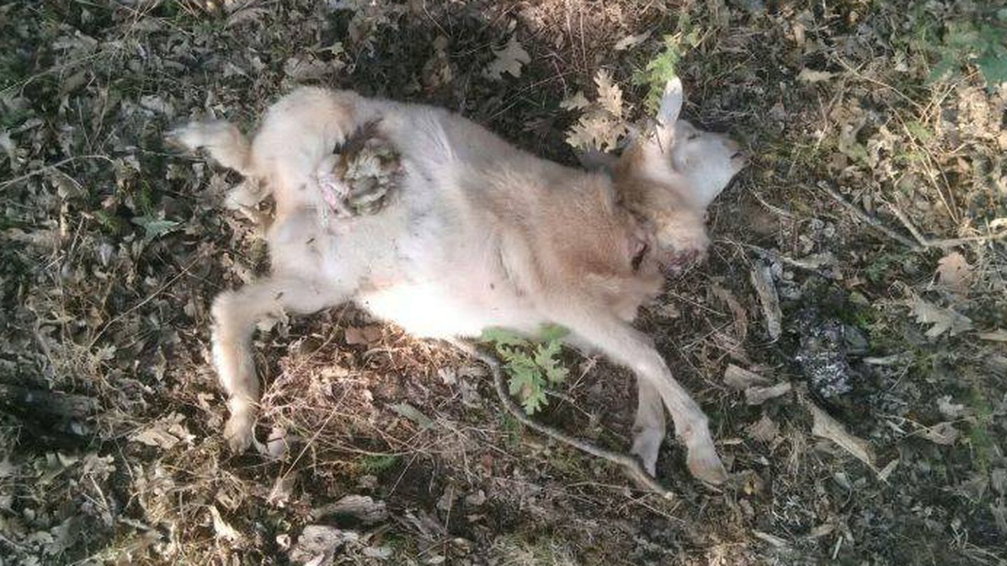 Oveja muerta tras un ataque de un lobo en la sierra norte de Madrid.