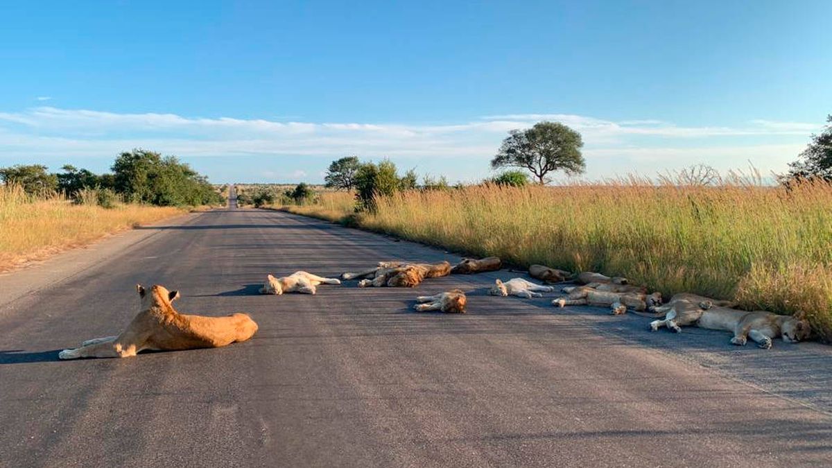 Los leones se adueñan de las carreteras sudafricanas por falta de turistas