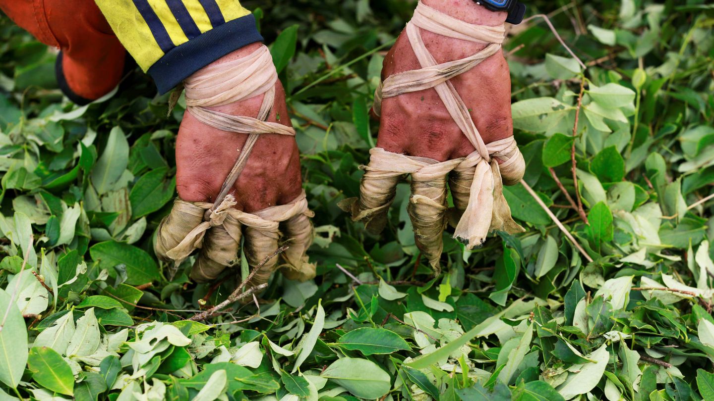 Un trabajador recoge las hojas de coca en una pequeña granja en Guayabero, Colombia. (Reuters)