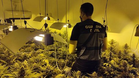 Detenida una familia con una plantación de marihuana en un chalé de lujo en Madrid