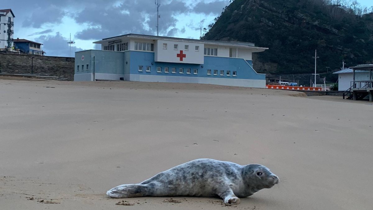 Visita sorpresa en Getaria: voluntarios de Cruz Roja encuentran una pequeña foca en la playa