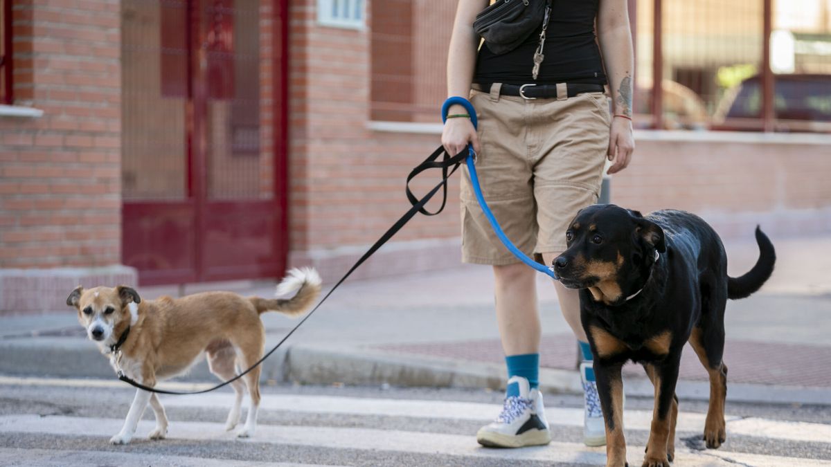 Detienen en Asturias al dueño de un perro tras matar a otro que estaba paseando con su dueña