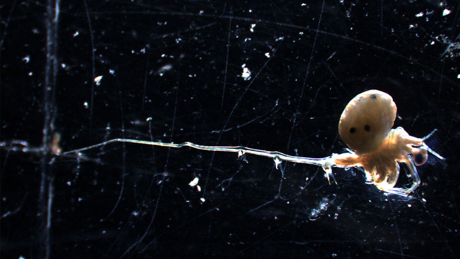 Foto: La voraz pulga acuática. (Jake Walsh)
