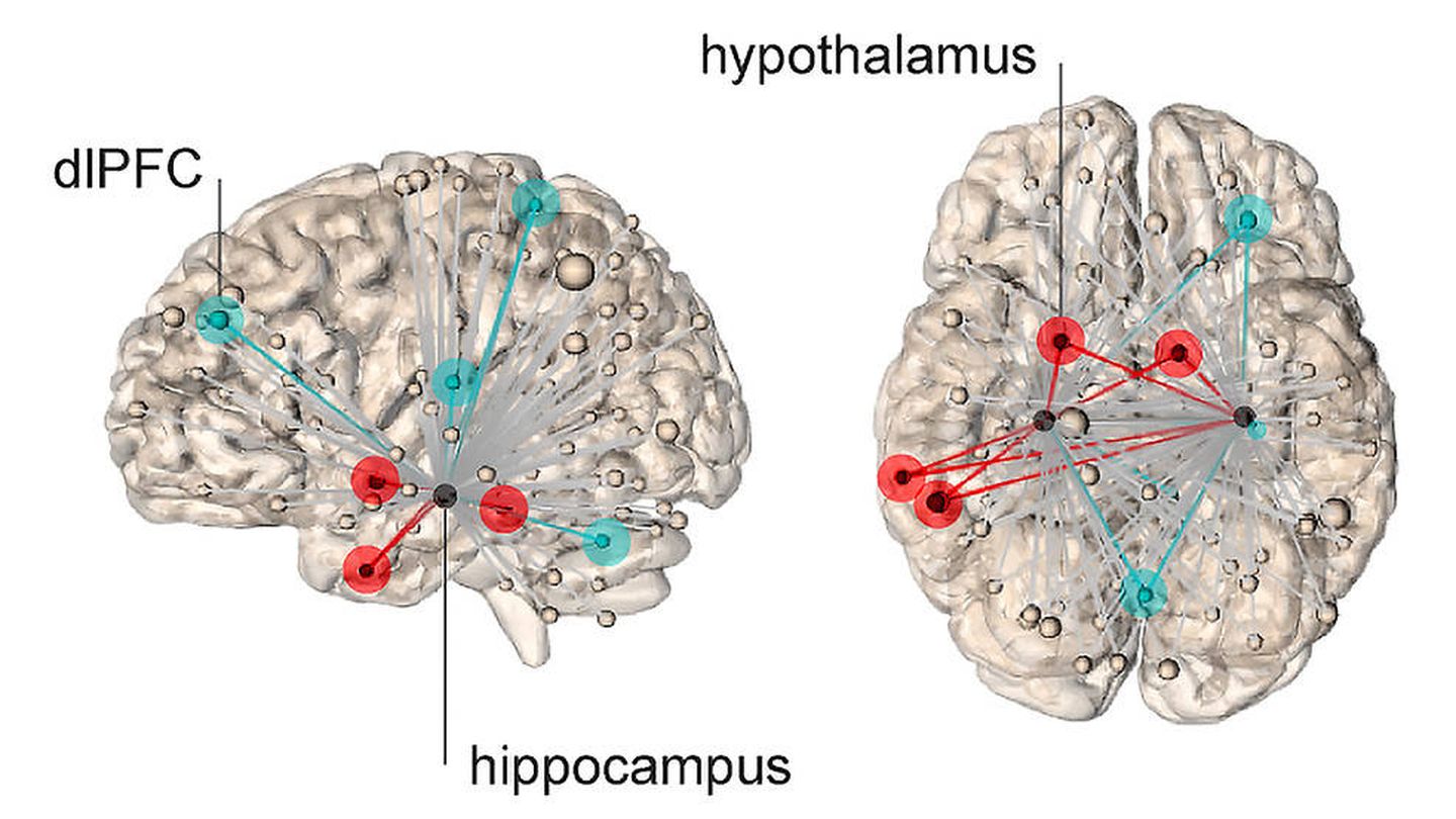  Las redes representadas por líneas rojas muestran conexiones con el hipotálamo, que predicen mayores niveles de estrés. Las líneas azules representan conexiones con la corteza frontal lateral dorsal, y niveles subjetivos más bajos de estrés.. Foto: