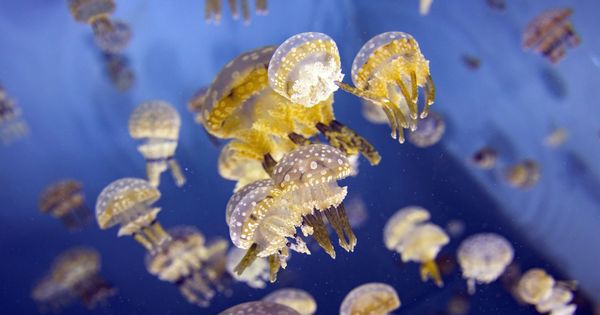 Foto: Varias medusas en el Acuerio del Pacífico de Los Angeles (EFE)