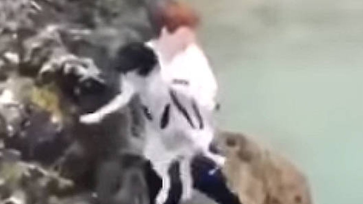La policía busca al adolescente que lanzó a un perro al mar desde un acantilado