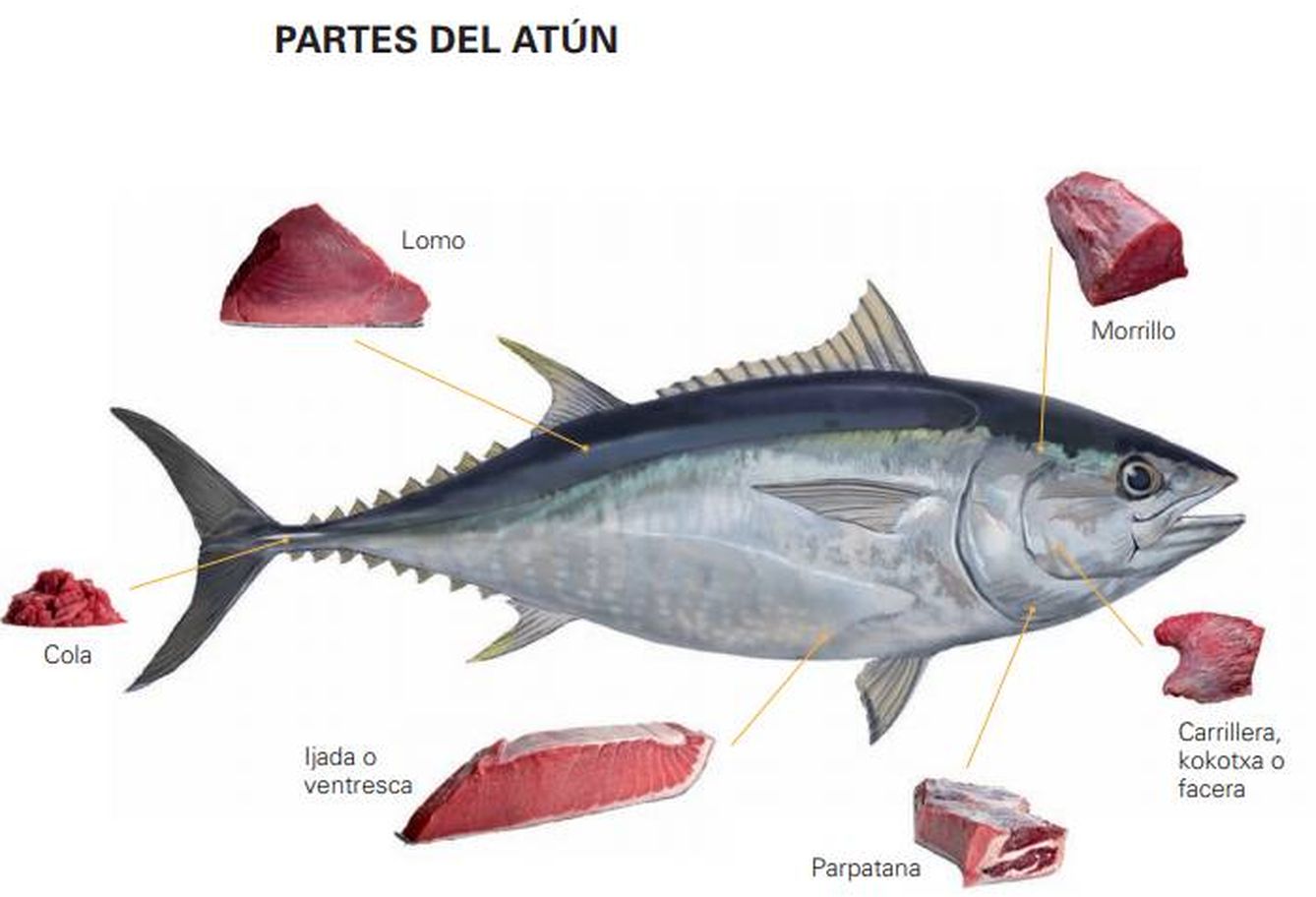 Ilustración de algunas partes comestibles del atún rojo del Atlántico. (G. Balfegó)