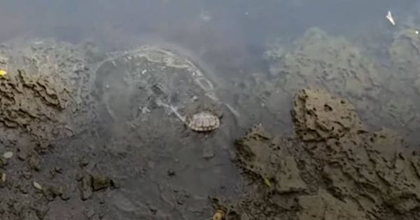 Foto: Las dos tortugas, unidas, se hundían cada pocos segundos (Foto: Facebook)