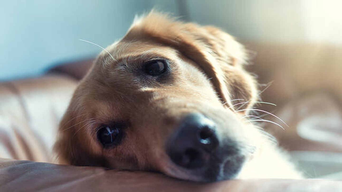 Los perros pueden llorar durante minutos, horas o incluso días (Unsplash/Regine Tholen)