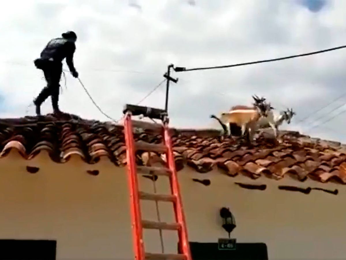 Foto: Los bomberos fueron capturando una por una a las cabras con un lazo (Twitter)
