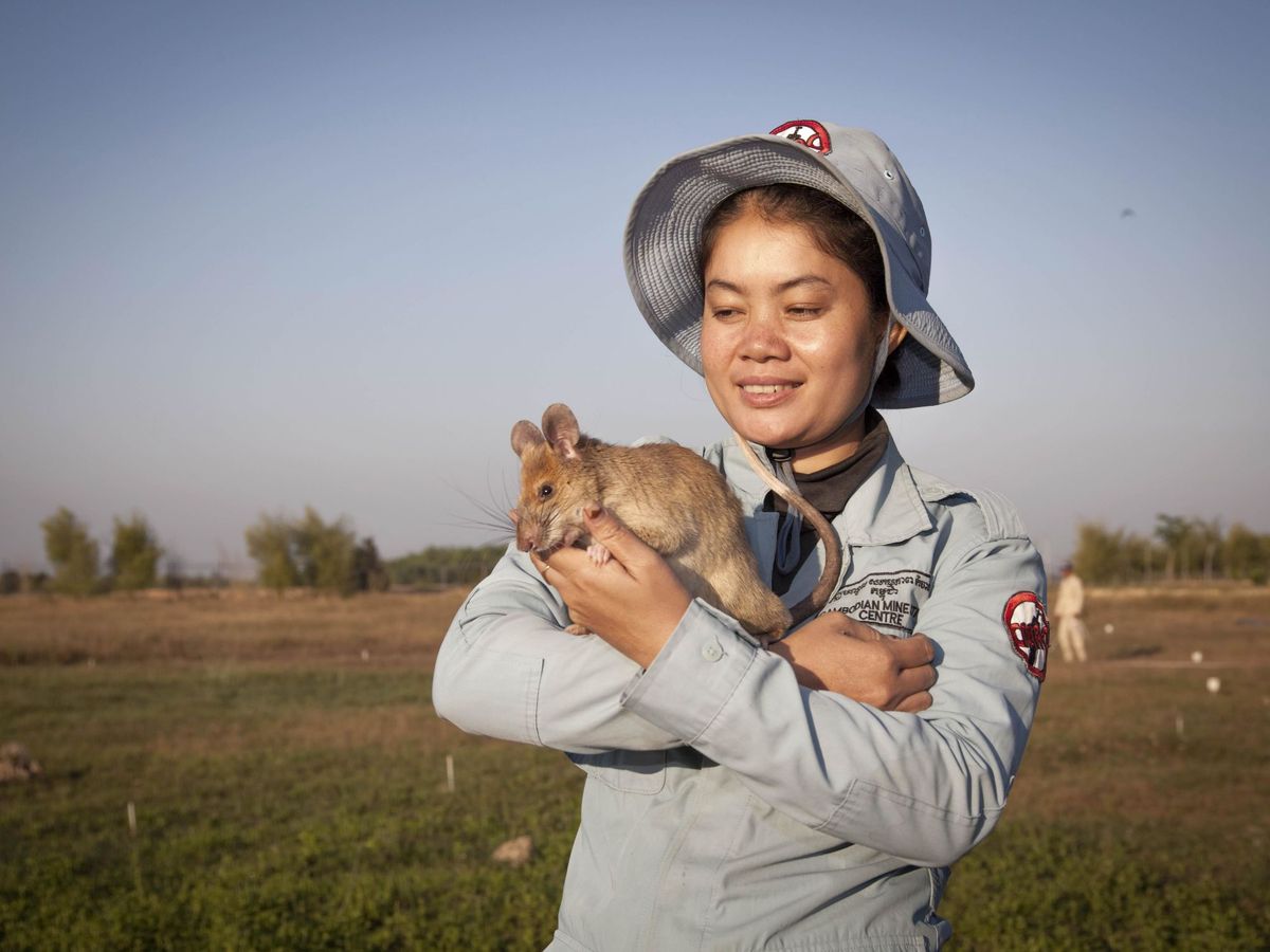 Foto: Magawa, una rata condecorada por detectar minas antipersona en Camboya, en brazos de So Malen, una de las cuidadoras. (EFE/APOPO)