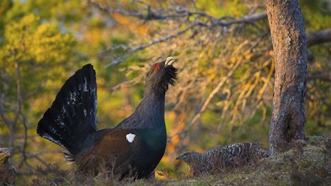 Más de la mitad de las aves españolas tienen problemas de conservación