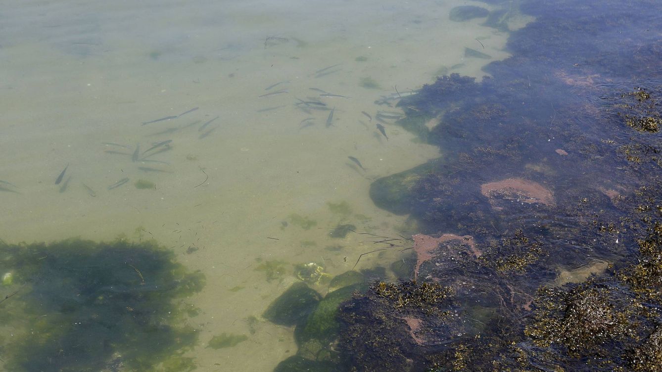 Foto: Varios peces nadan junto a las manchas de fuel en el litoral de Teis y Redondela. (EFE)