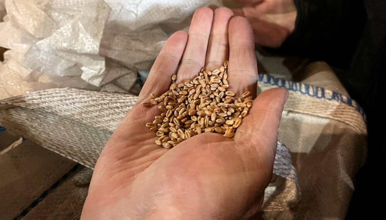 Volodímir muestra un puñado de semillas de trigo, a la espera de plantarlas. (A. A.)
