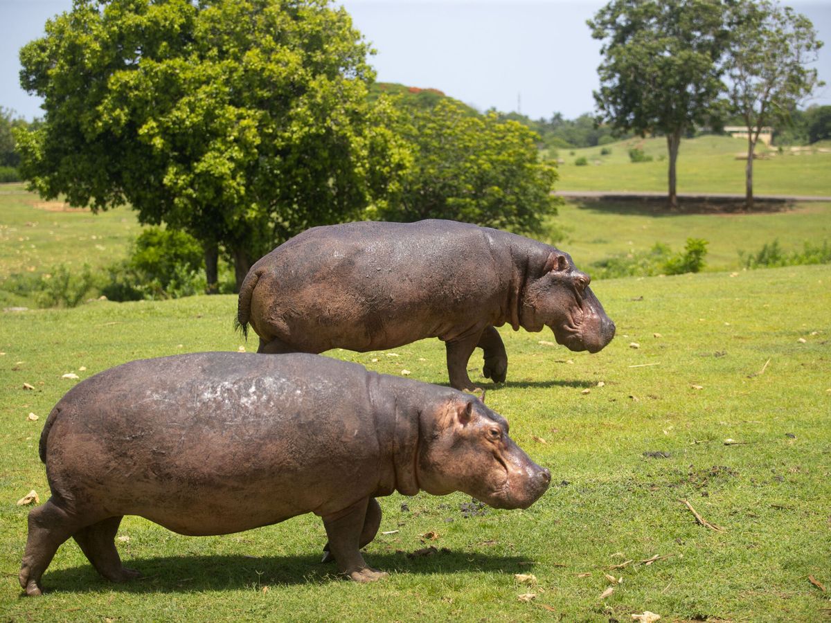 Foto: Hipopótamos en una imagen de archivo. (EFE/Yander Zamora)