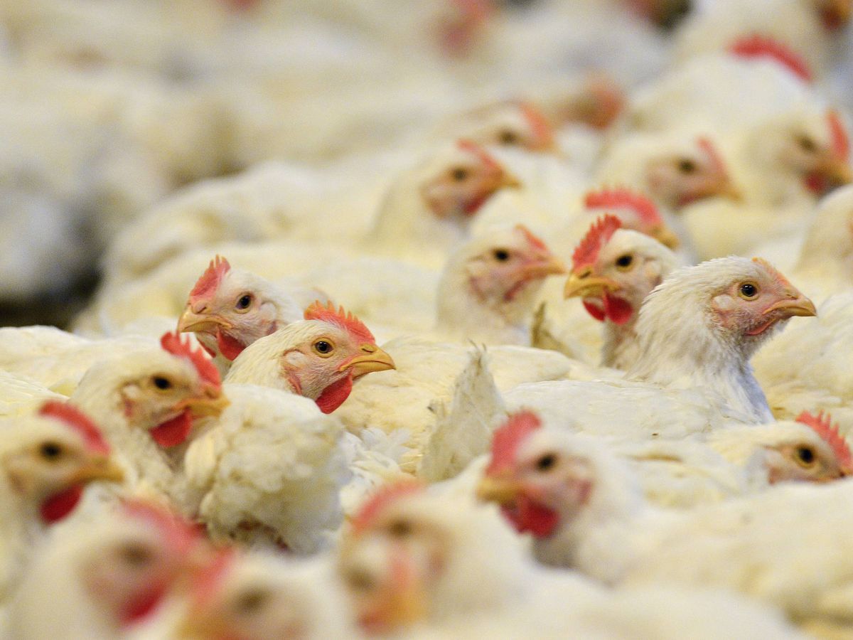 Foto: La gripe aviar, una amenaza. (EFE)