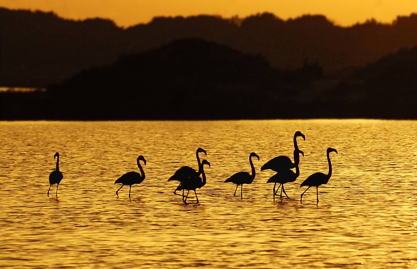 Formentera es también un santuario para los amantes del birding.