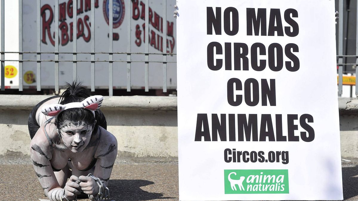 Galicia suma 38 municipios "libres de circos con animales"