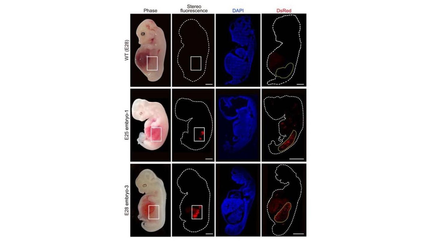Células de riñón humanizadas (fluorescencia roja) dentro del embrión en comparación con un embrión de cerdo salvaje.