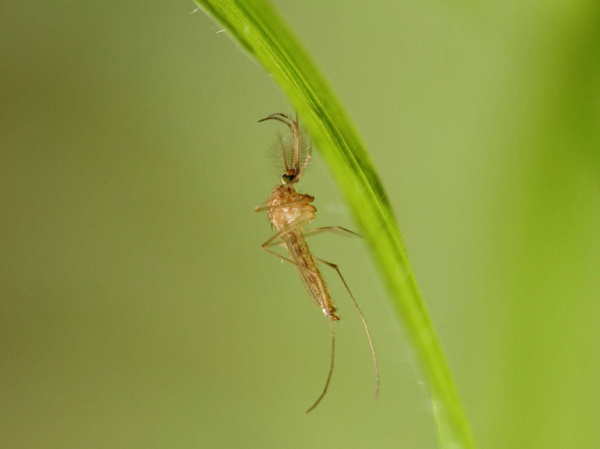 Foto: Una variedad de mosquito 'Culex', responsable de transmitir el virus del Nilo (ECDC)