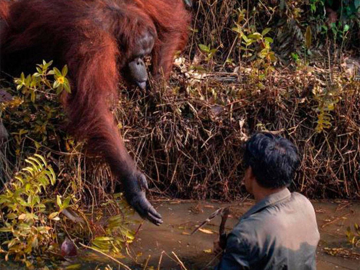 Foto: Un orangután salvaje tiende la mano para ayudar a un hombre atrapado en el barro (Instagram @anil_t_prabhakar)