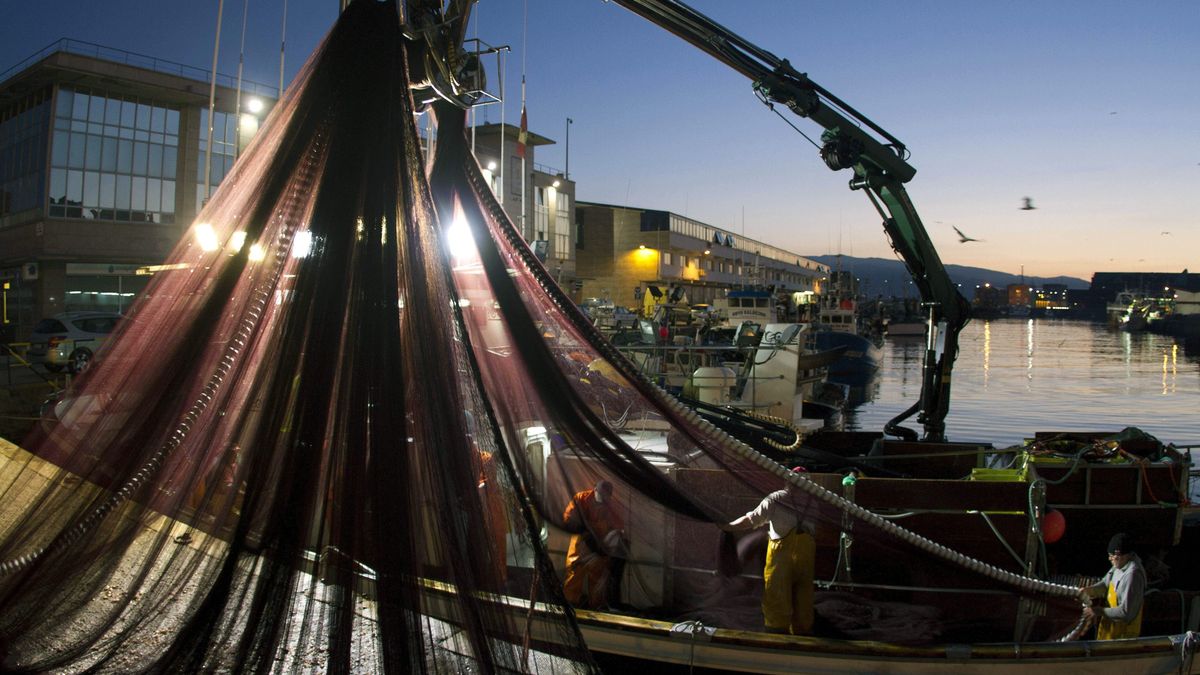 El tiburón que se pesca pero no se vende: toneladas de marrajo se acumulan en Galicia