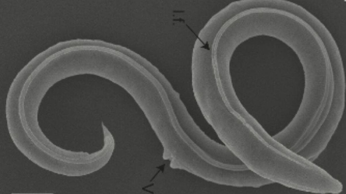 Un gusano vuelve a la vida 46.000 años después y esto es lo que sucede