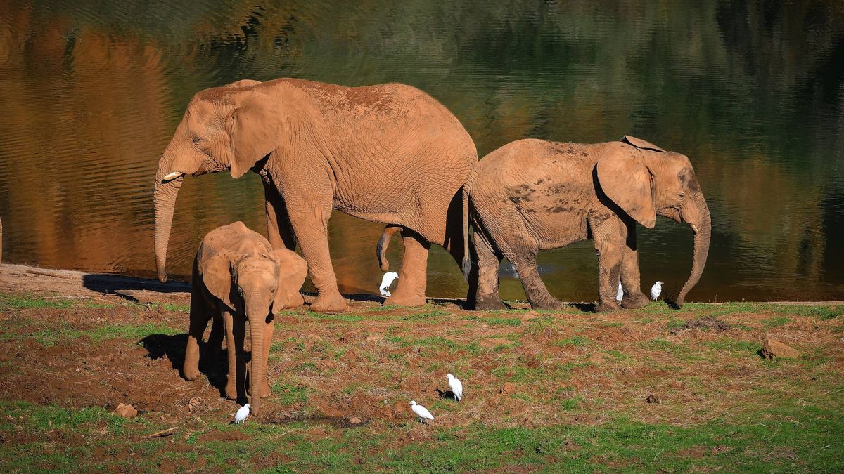 Ni Namibia, ni Botswana: la familia de elefantes africanos que más crece está en Cantabria