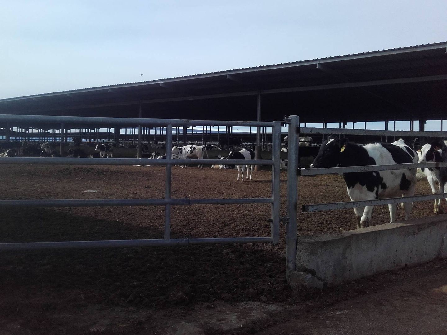 El cercado en que viven las vacas de la granja More Holstein, excepto cuando son ordeñadas. (Y. T.) 