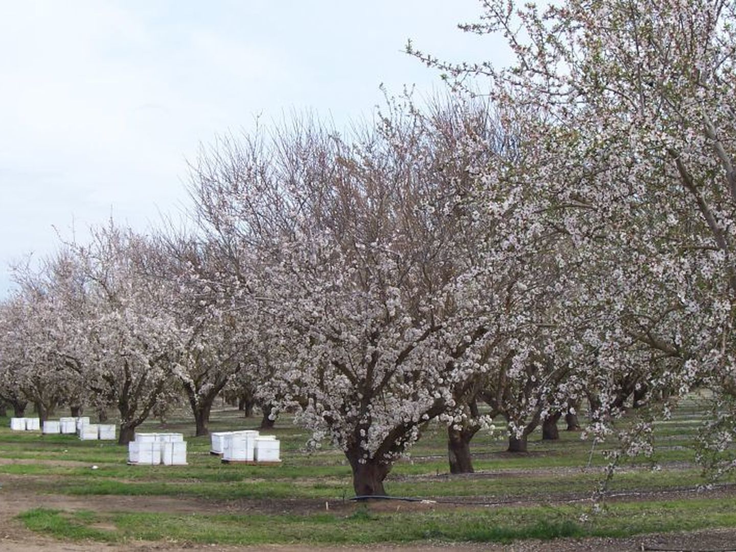 Una plantación de almendros (flickr: usuario @getsheila)