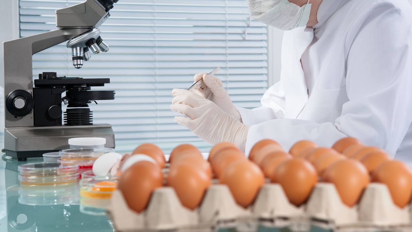 Los huevos, uno de los alimentos más peligrosos. (iStock)
