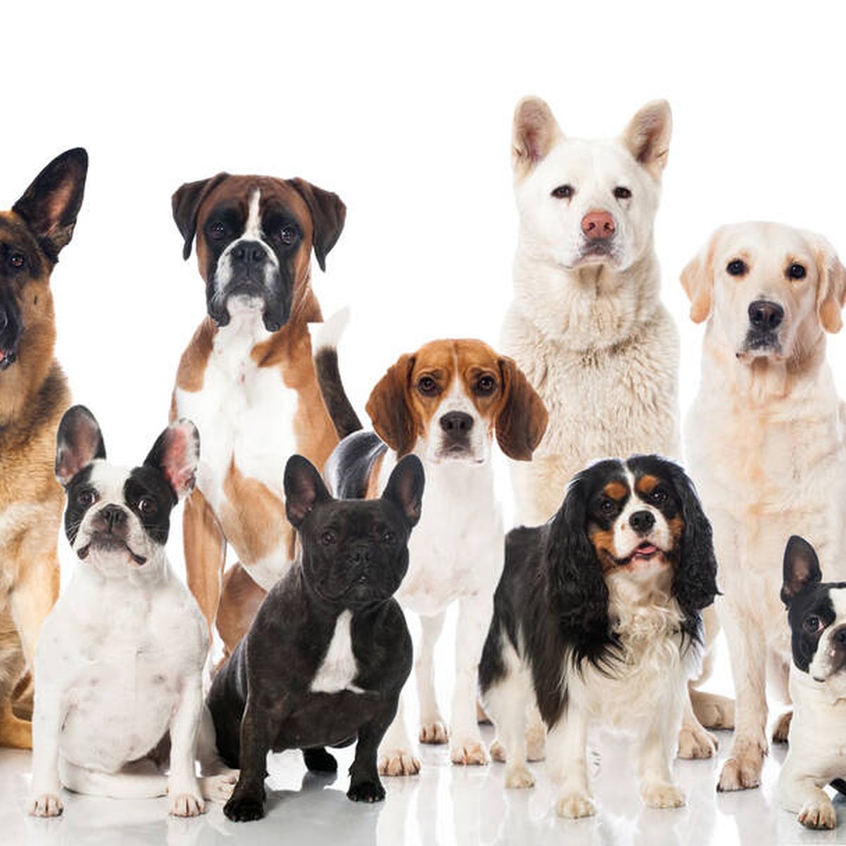 Prematuro vesícula biliar Lima Las 5 razas de perros con más esperanza de vida