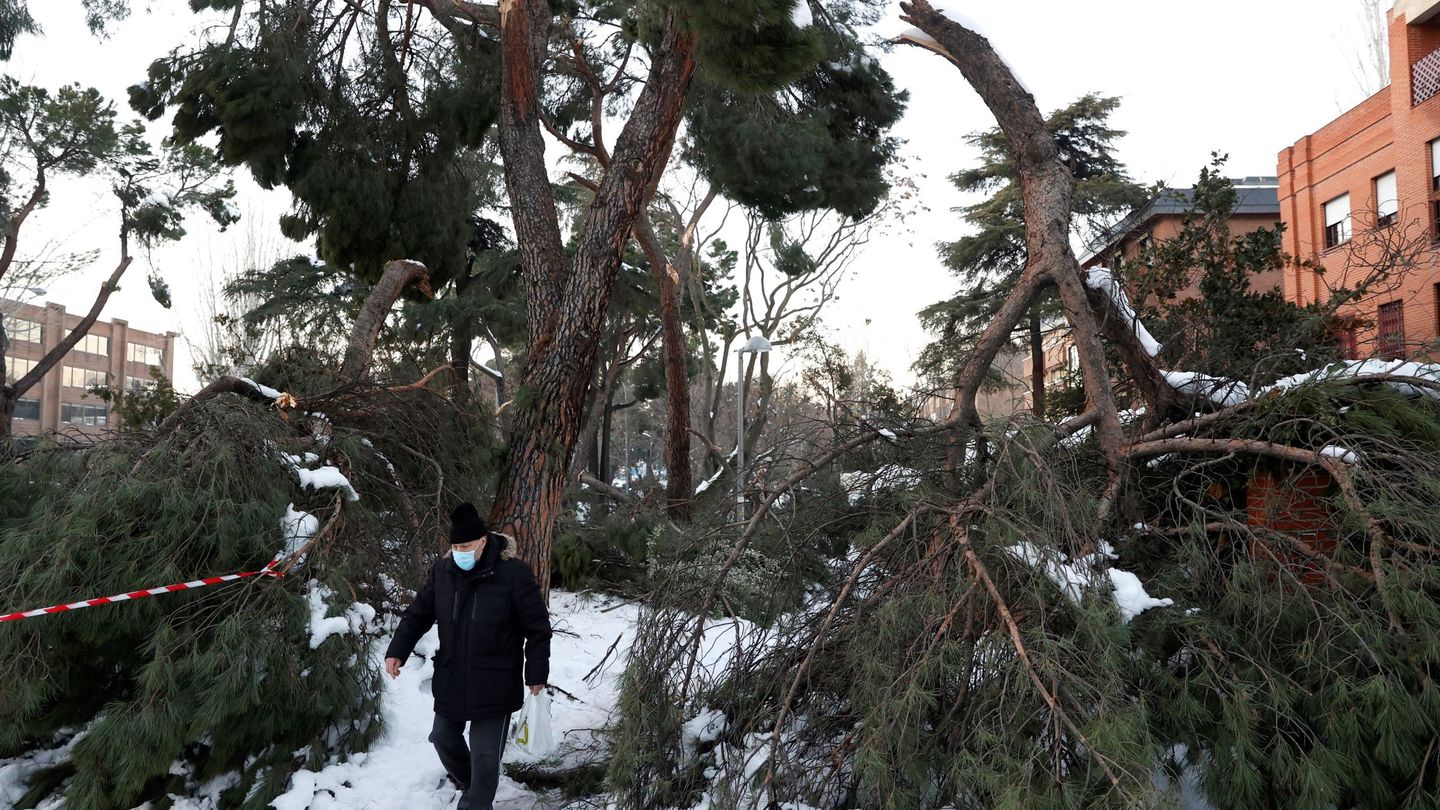Un hombre camina entre ramas y troncos caídos en Madrid. (EFE)
