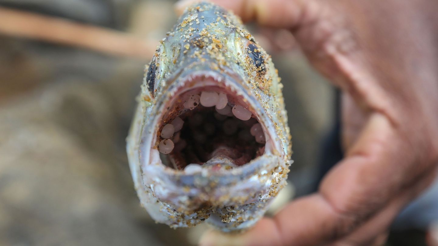 Un pez con granza de plástico en su interior (EFE/C. Karunarathne)