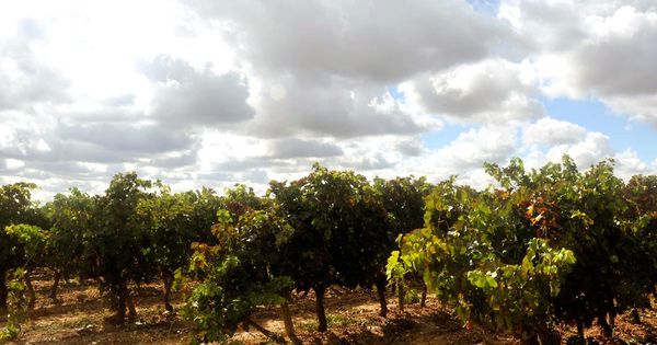 Foto: Un viñedo en Ribera del Duero.