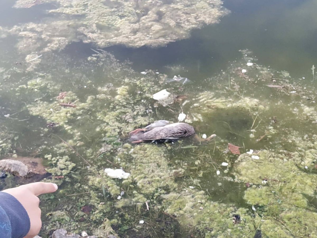 Foto: Un pato muerto en el lago del Parque de las Cruces la semana pasada. (Cedida)