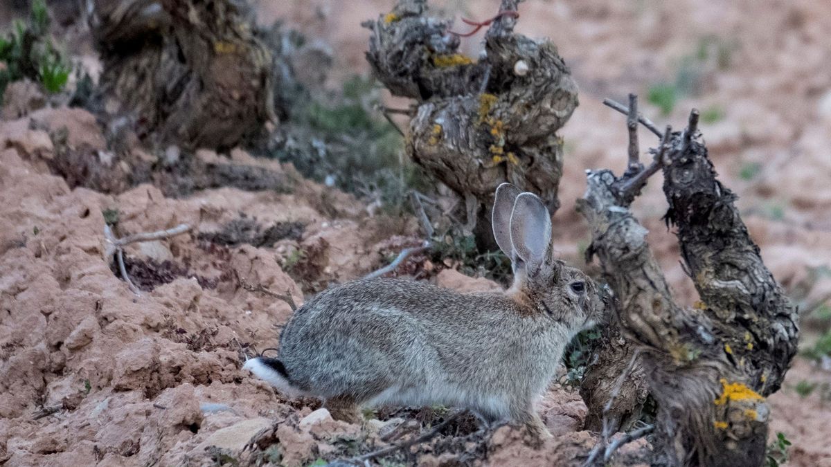 ¿Qué está pasando con los conejos? La verdad sobre la nueva plaga del campo español