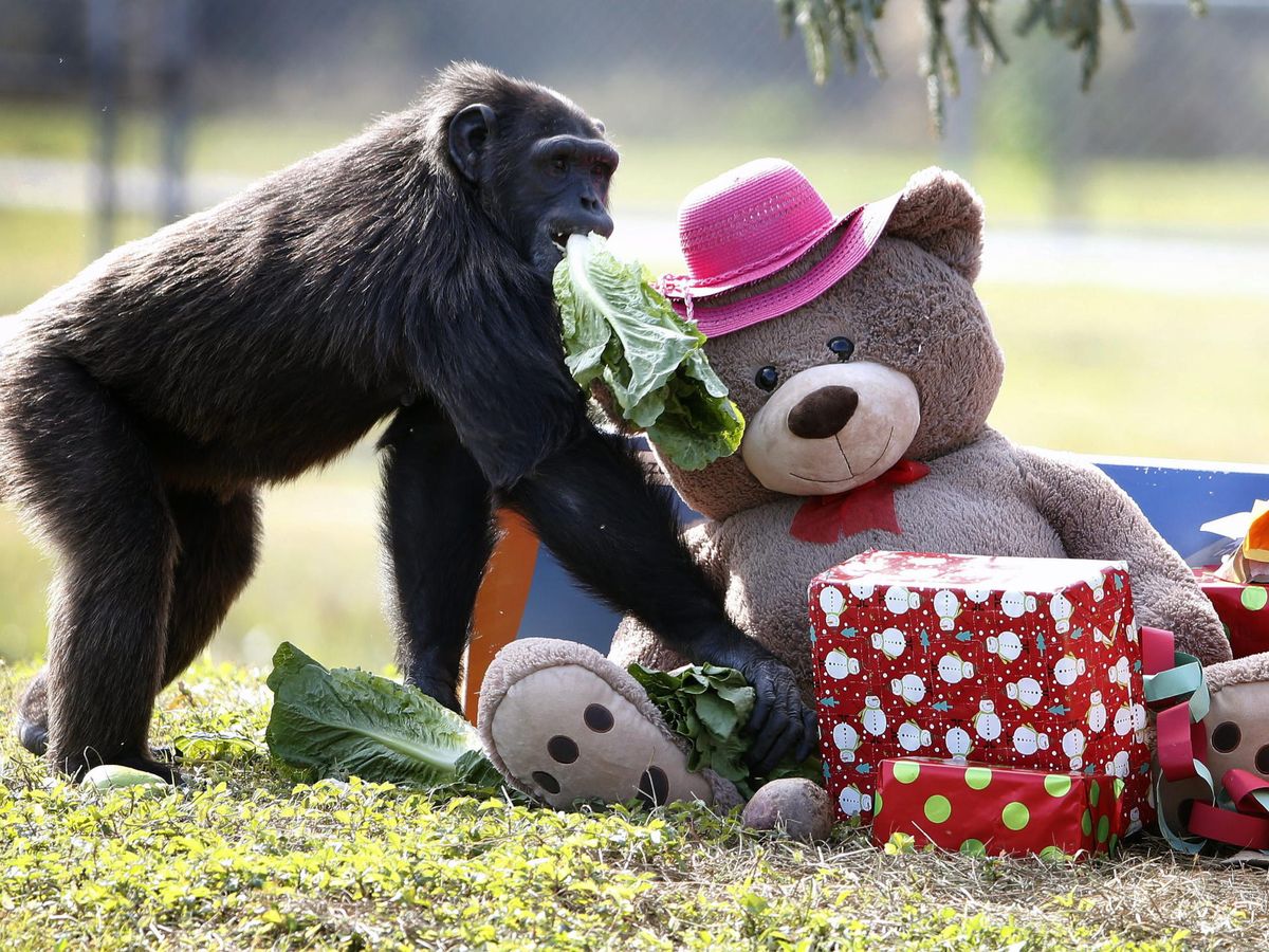 Foto: Un chimpancé, con juguetes. (EFE/Rhona Wise)