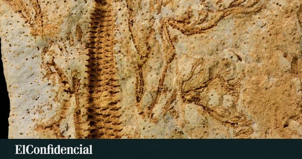 Hallazgo en el valle de Baztan: descubren dos especies fósiles del Devónico de hace 410 millones de años
