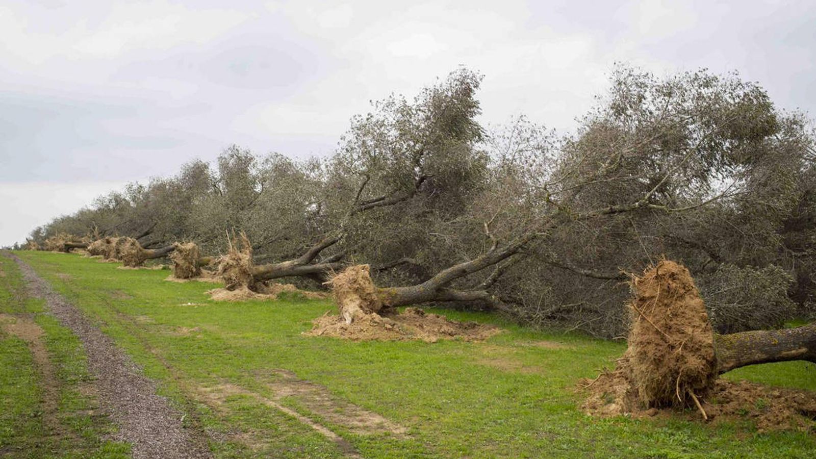 Foto: Árboles infectados por 'xylella fastidiosa', arrancados por los agricultores para evitar la propagación. (EFE)