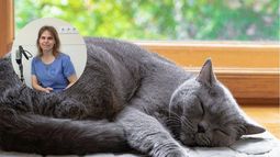 Esther Mercadé Torné, veterinaria: “Mantener al gato despierto durante el día para que duerma por la noche puede empeorar el problema”