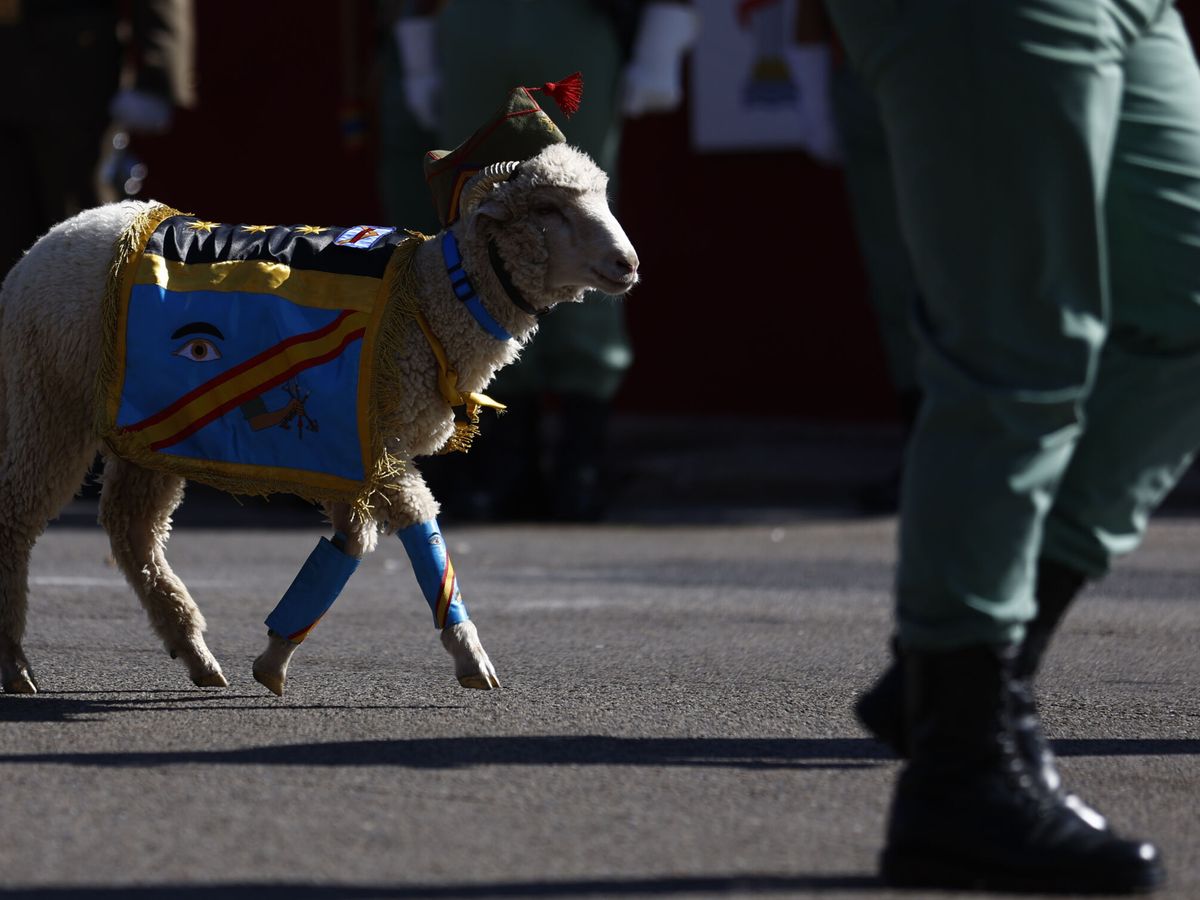 Foto: ¿Podrán desfilar la cabra de la Legión y el perro de la Policía el 12 de octubre tras la Ley de Bienestar Animal? (EFE/Rodrigo Jiménez)