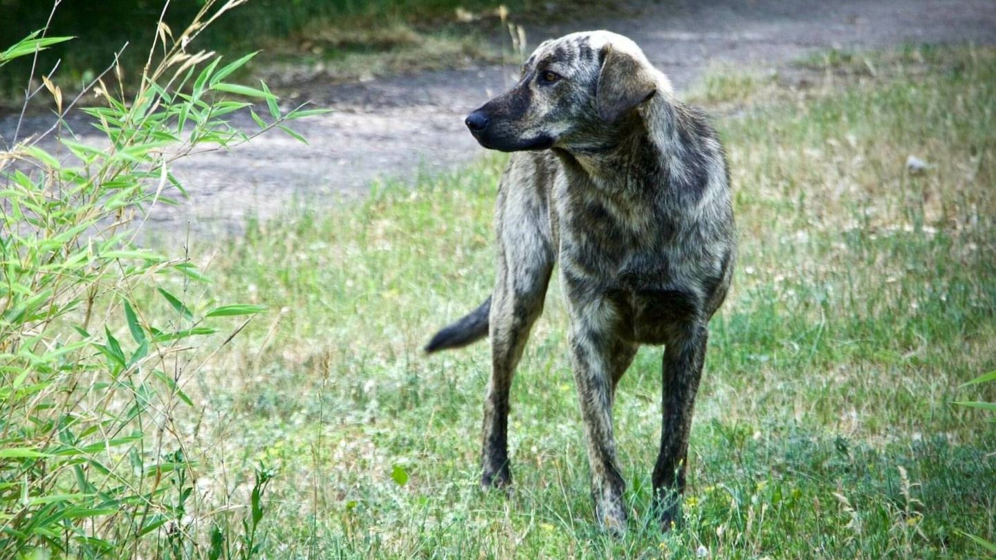 Perro en Chernóbil. (Jordan Lapier)