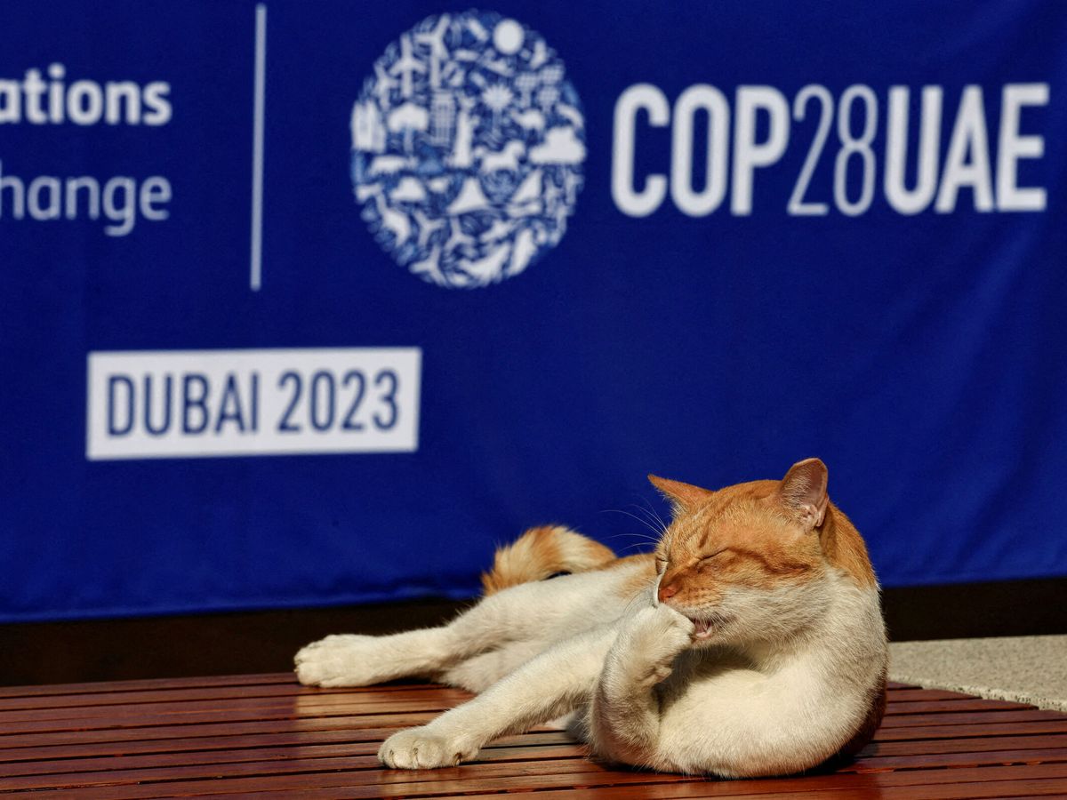 Foto: Un gato se lame las uñas en la COP28 de Dubái (Reuters/T. Al-Sudani)